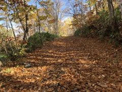 落ち葉舞い散る森の道