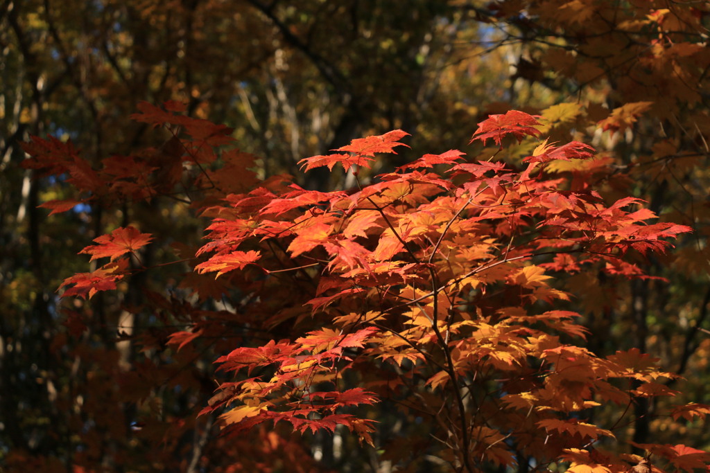 今秋一番の紅葉ショット