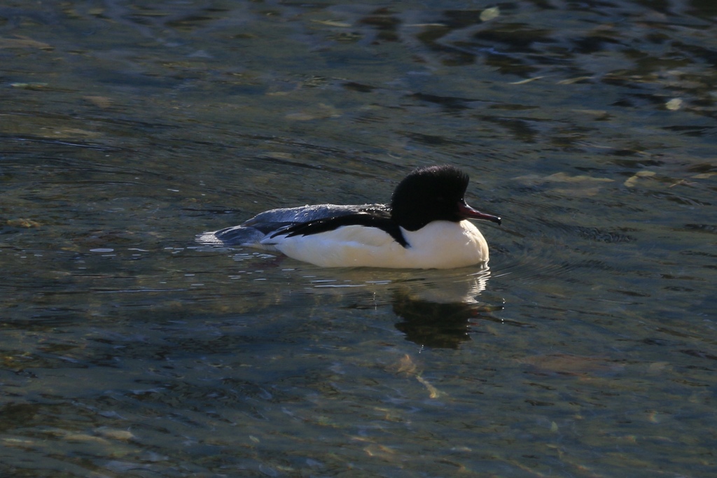 カワアイサの雄鳥