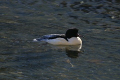 カワアイサの雄鳥