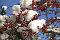 マユミの上に積もる雪