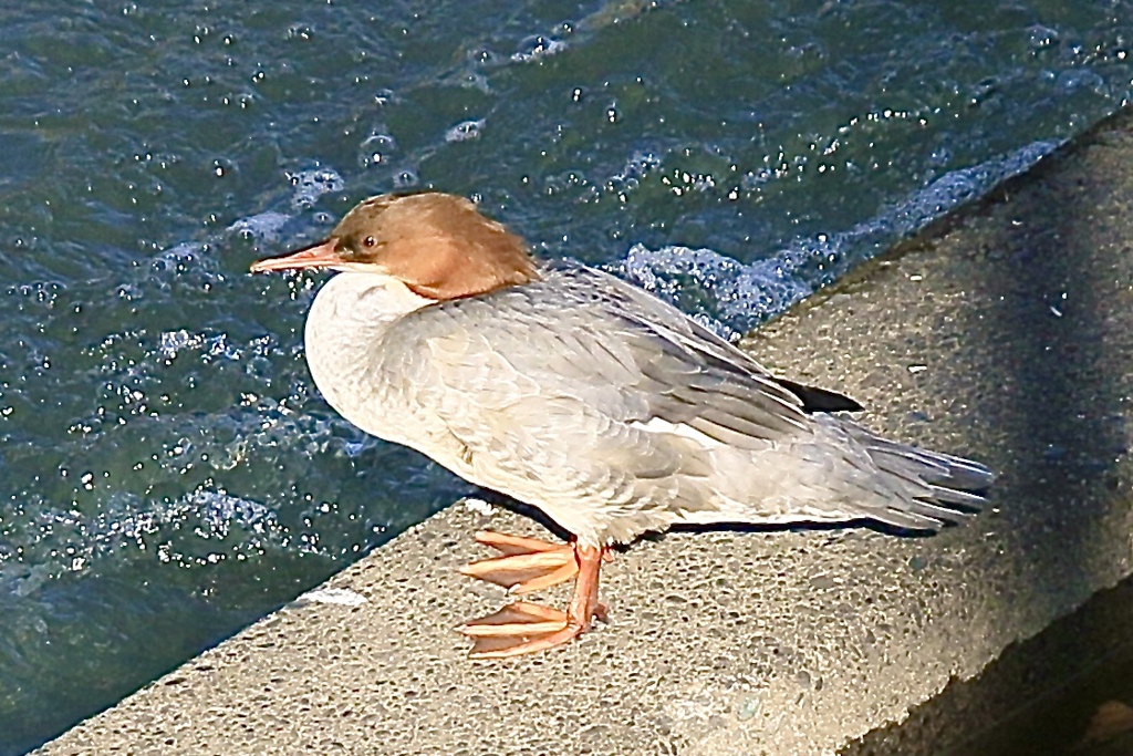 カワアイサの雌