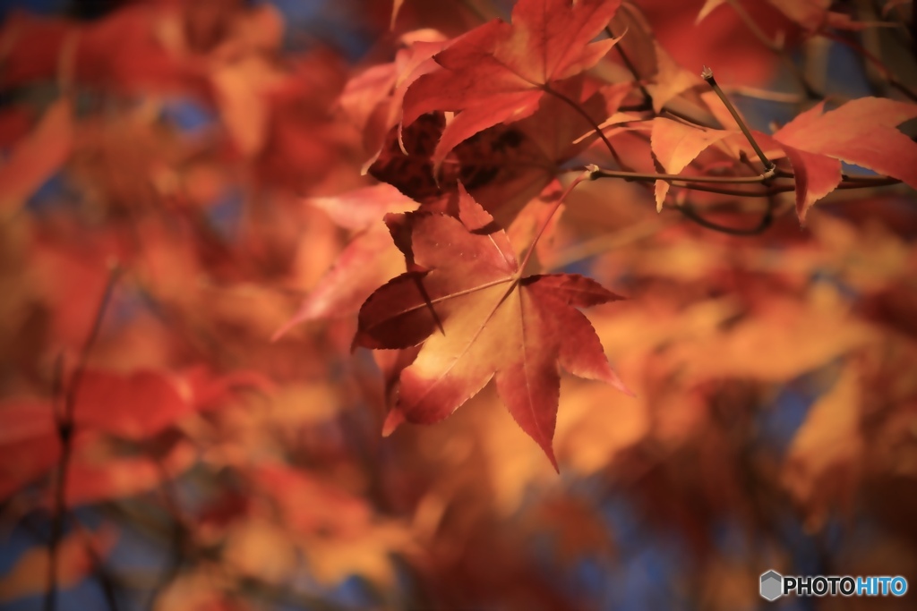 晩秋、カエデの紅葉