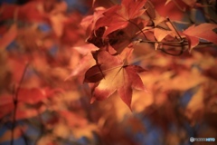 晩秋、カエデの紅葉