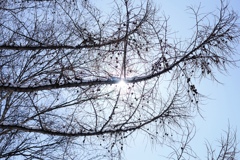 カラマツの枯れ枝に差し込む光陽