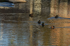 マガモの小さな群れ