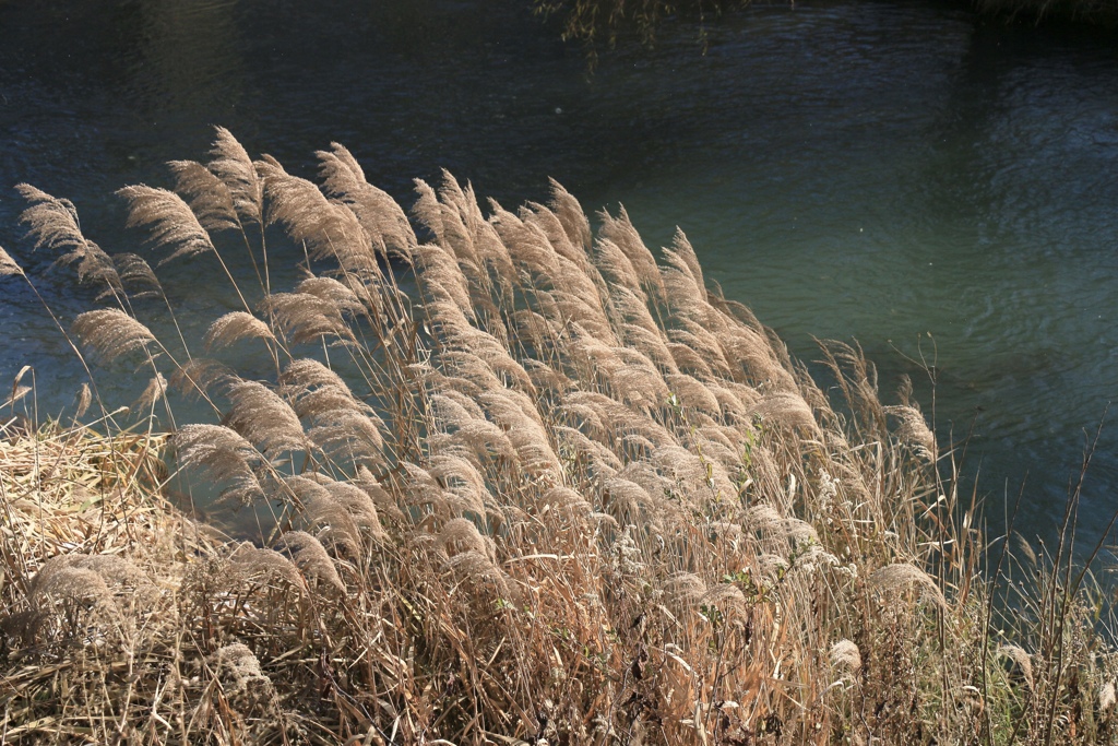 河原の枯れススキ