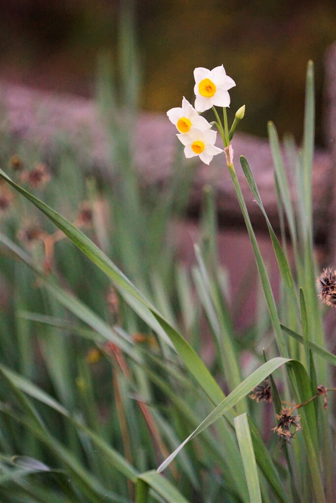 海辺の水仙　Ⅲ