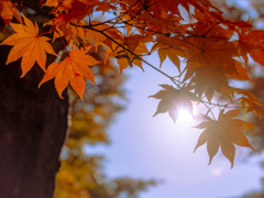 光あびて　紅葉