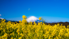 菜の花に富士 