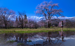 桜の咲く頃