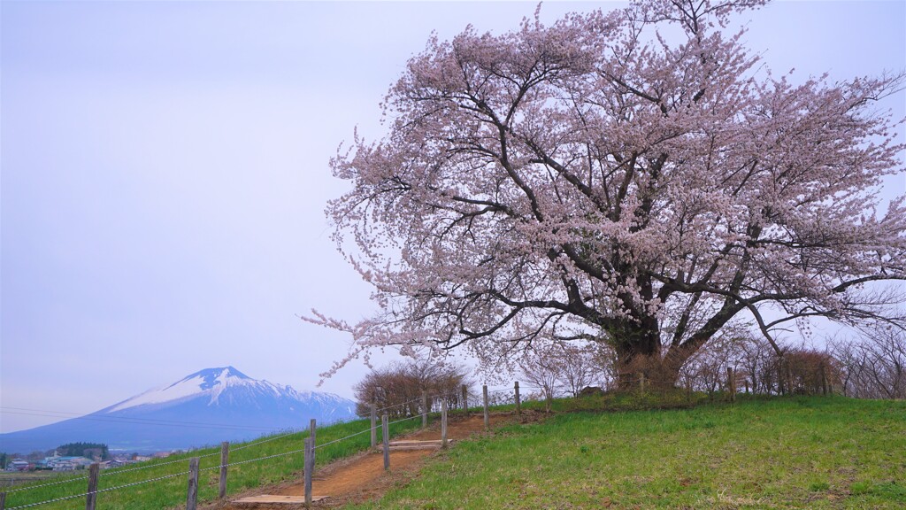 岩手　為内の一本桜