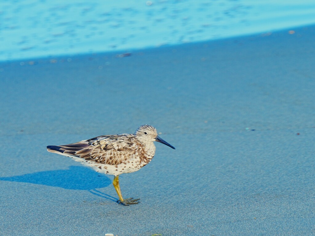 ポーズ