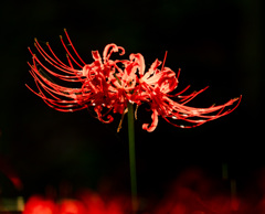 　曼珠沙華  輝き