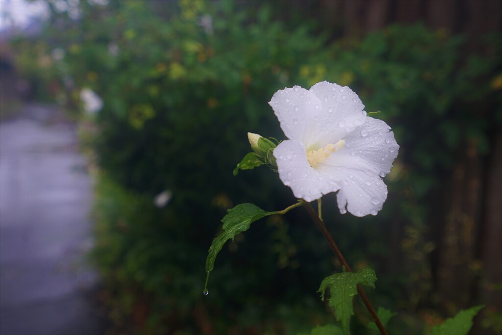 雨の朝に