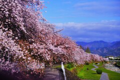 水無川　桜並木