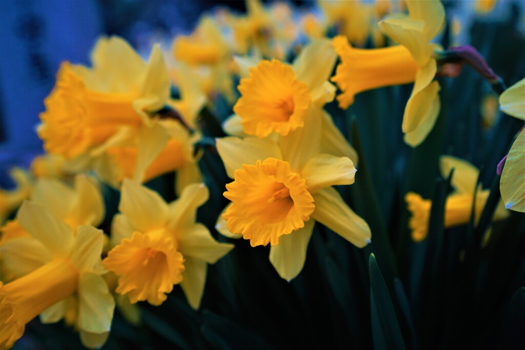 御所湖周辺のお花