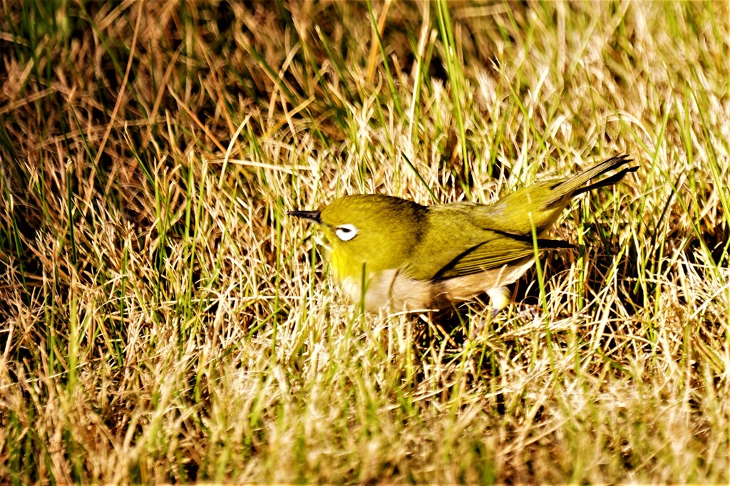 天国に旅立ったメジロ君