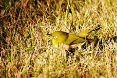 天国に旅立ったメジロ君