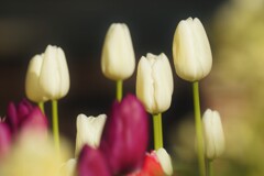 アイスチューリップ　その２