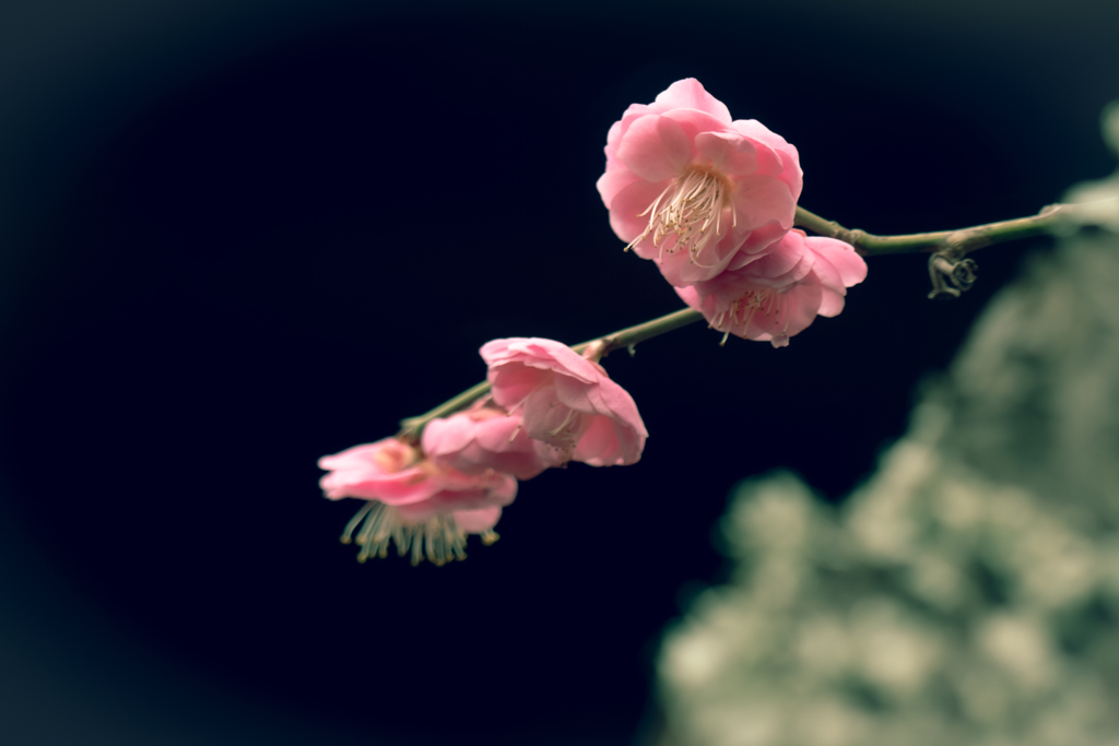 梅　奥ゆかしく
