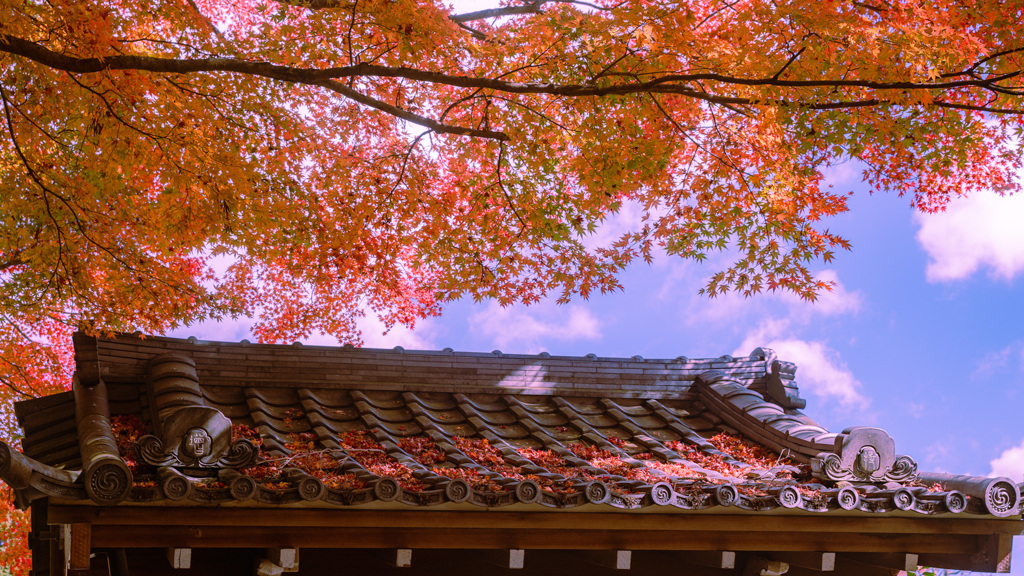 もみじ空と山門屋根