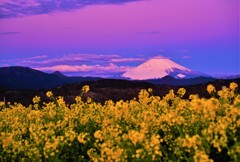 ２月の富士