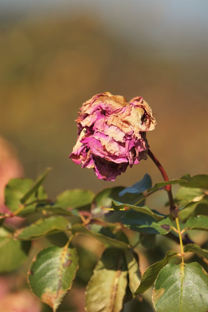 枯れても美しく　その３