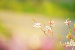 朝の陽の中に