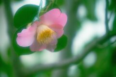 椿　
