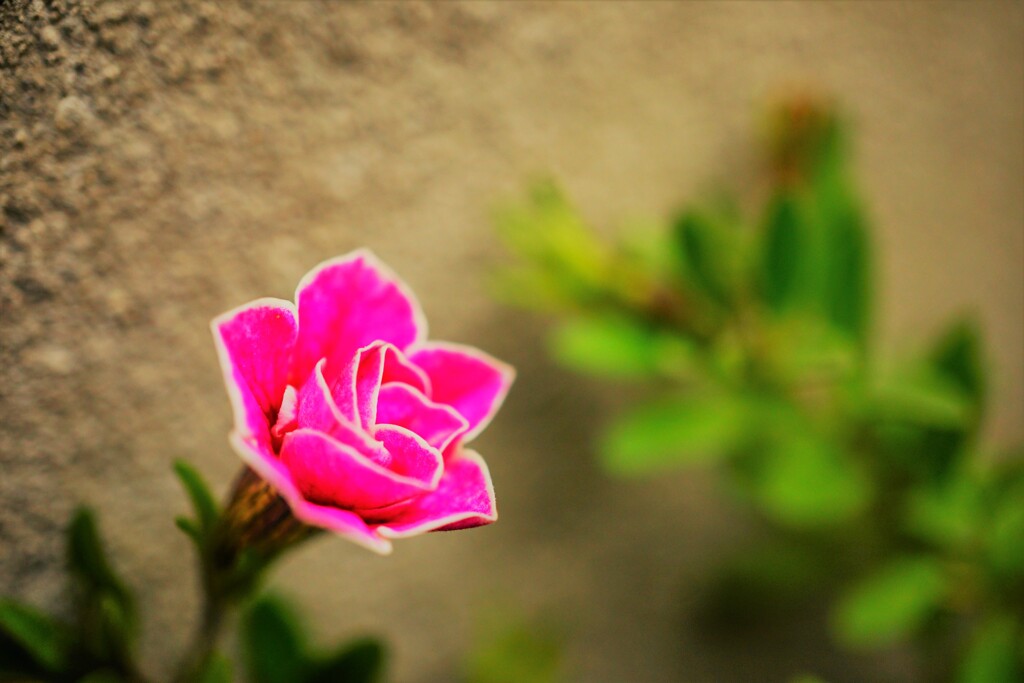 小さく、可愛いお花