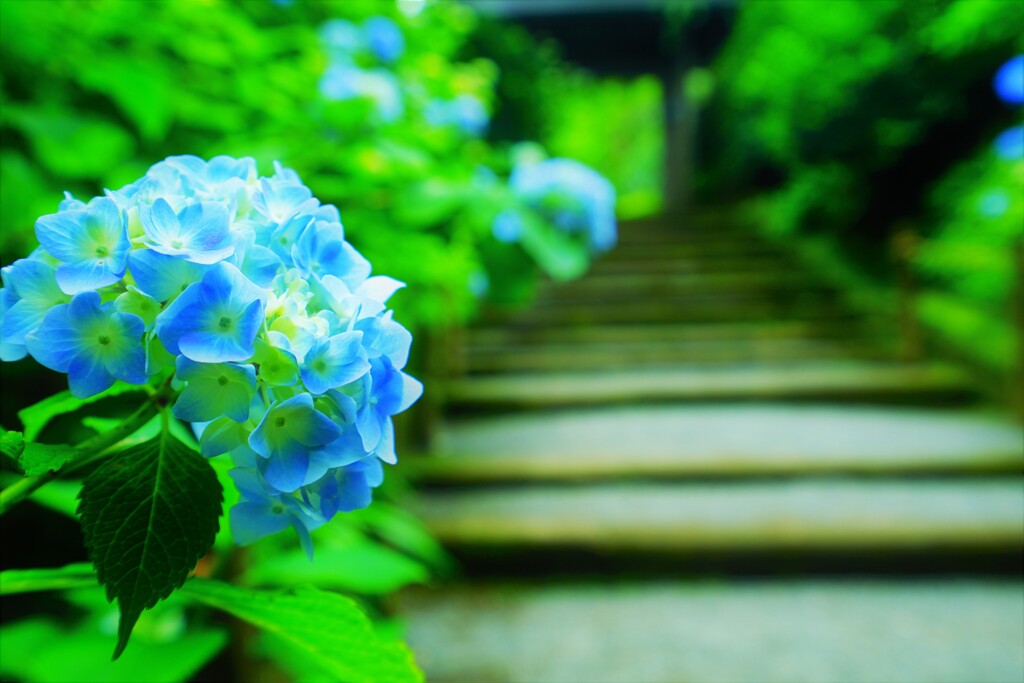明月院　山門