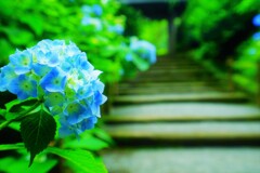 明月院　山門