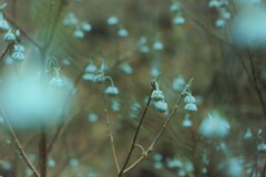 白い雪のように