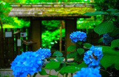 小雨もよう