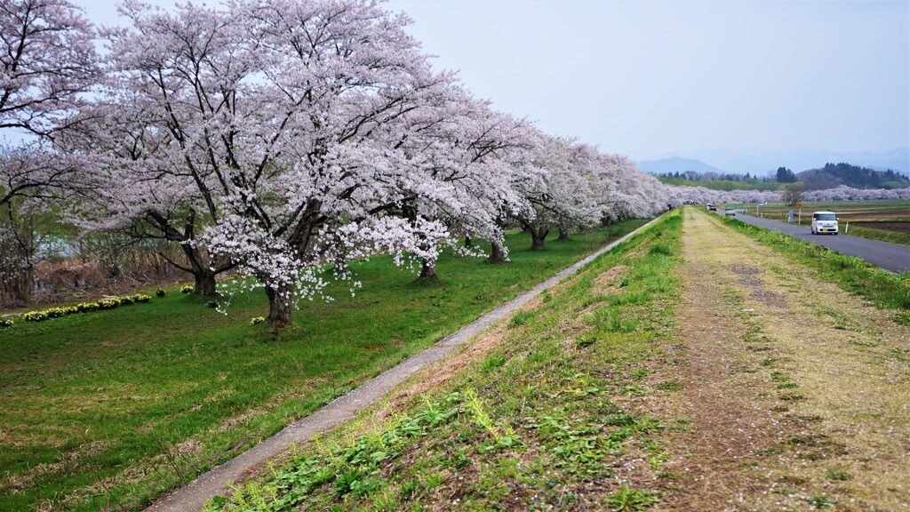 雫石川園地　つながる桜並木