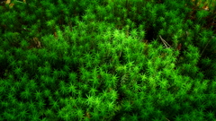 晩夏　苔の森　２　　