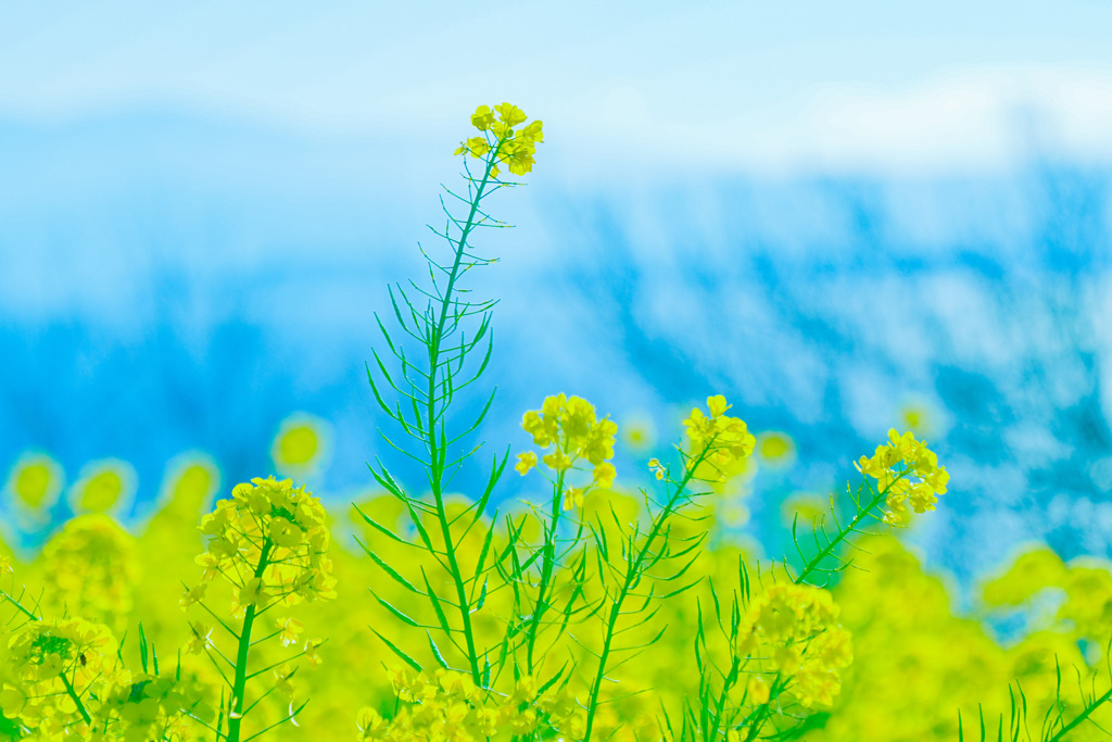 思い出の花