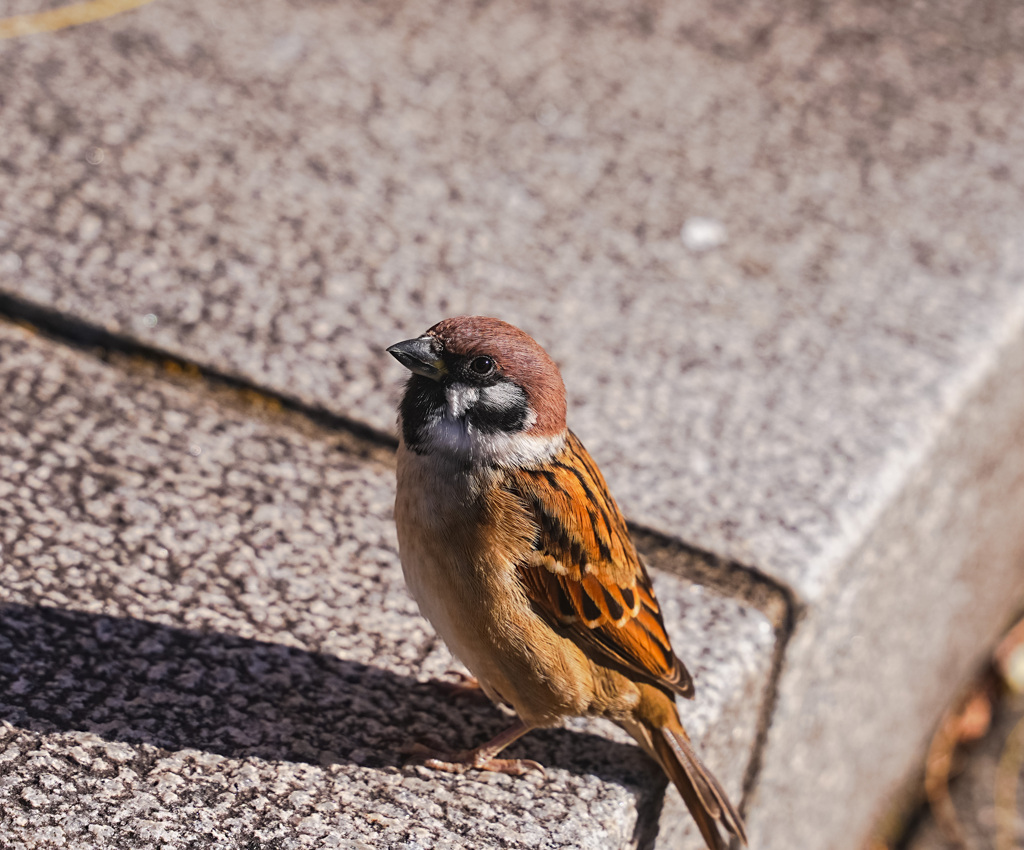 食べ物が欲しいな