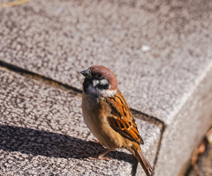 食べ物が欲しいな