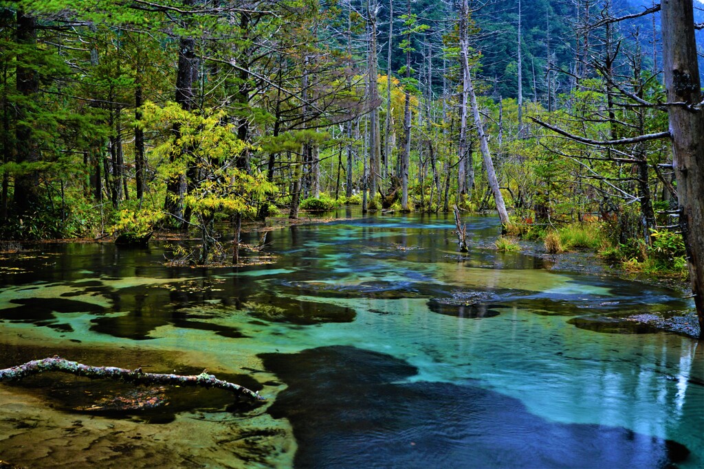 上高地　岳沢湿原