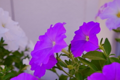 淡く