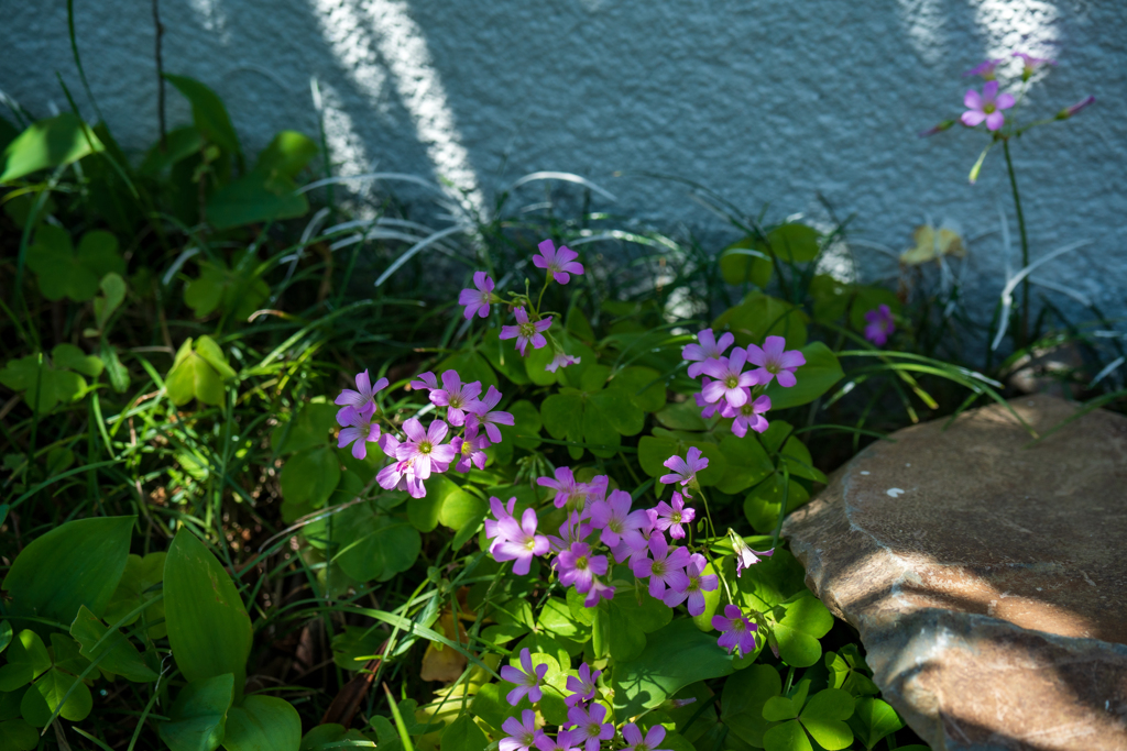 小さな花