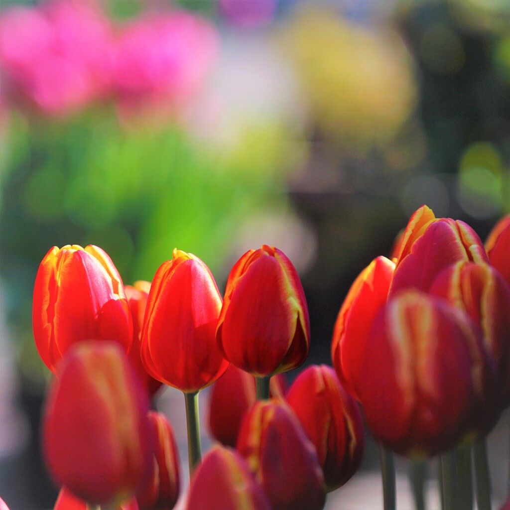雪国のあなたに
