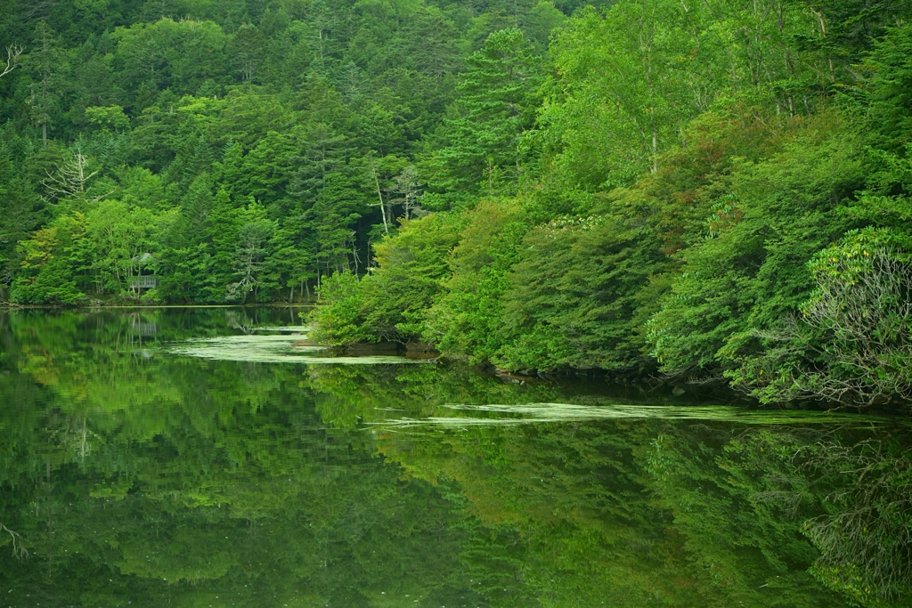 晩夏　白駒池　３