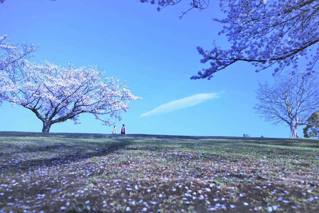 吾妻山公園散策