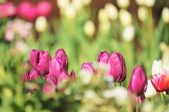 彩り・・アイスチューリップ　その４