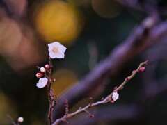 一輪だけの白梅