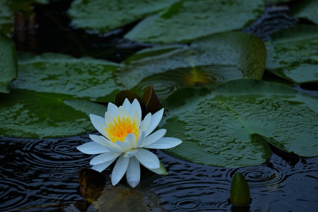 波紋の花