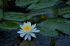 波紋の花
